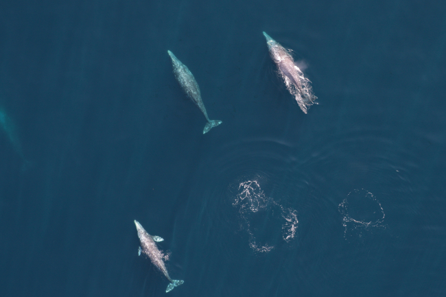 Aerial shot of a small pod of whales