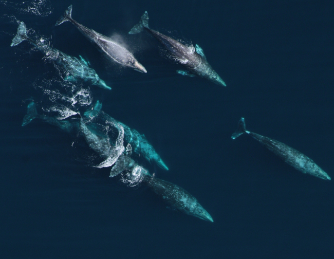 Aerial view of a pod of gray whales off Point Piedras Blancas