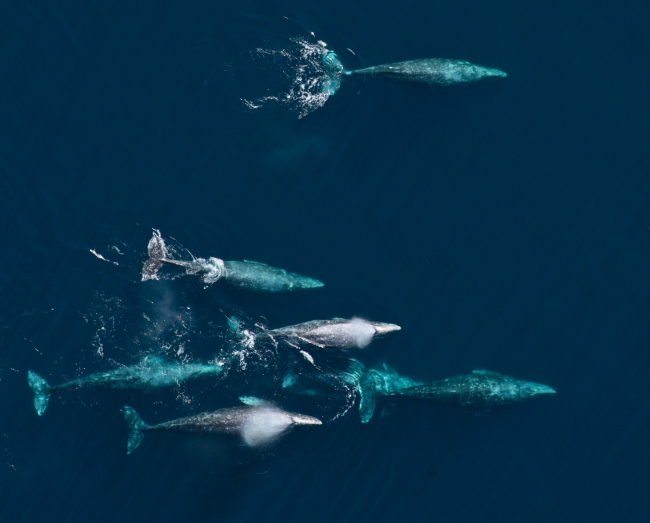 Aerial view of a pod of gray whales migrating north off the California coast