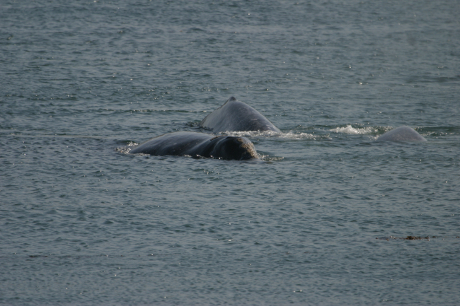 Two gray whales surfacing near Point Piedras Blancas