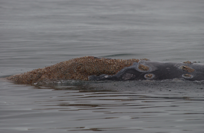 Barnacles and cyamids (whale lice) on the head of a western gray whale summering in the Okhotsk Sea
