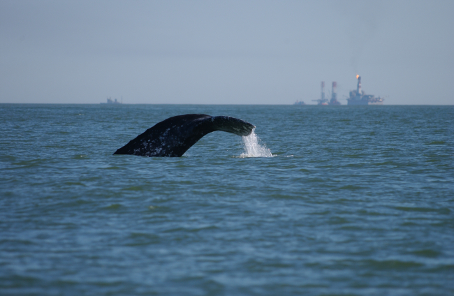 A western gray whale feeding the Okhotsk Sea off northeastern Sakhalin Island