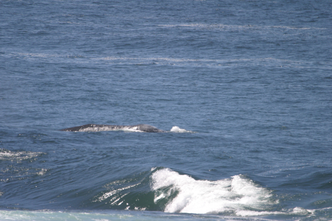 Gray whale swimming at surface near shore at Point Piedras Blancas