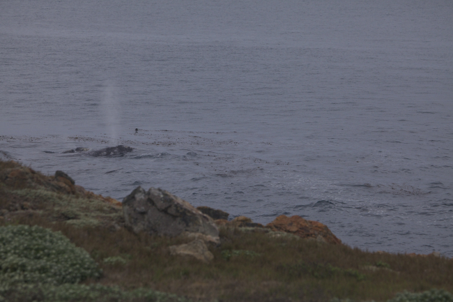 A gray whale cow calf pair moving northward along the coast off Point PiedrasBlancas
