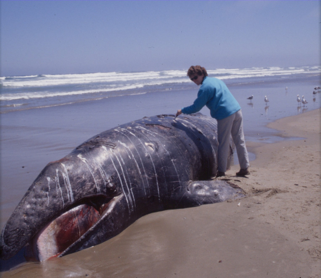 Researcher Susan Chivers taking a tissue sample from a young gray whalestranded on the central California coast