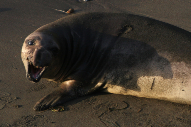 An elephant seal cow baring its teeth
