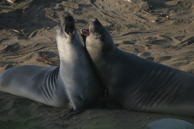 Two elephant seal pups play fighting at Point Piedras Blancas