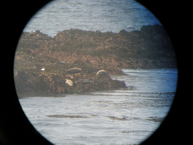 Harbor seals lounging along the shore at Point Piedras Blancas as seen throughbig-eye lens