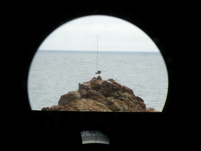 A California Gull seen through the big eye lens