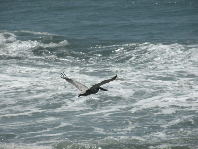 A brown pelican flying over the Central California coast