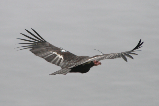 A soaring California condor, North America's largest land bird with a wing spanof nearly 10 feet and weight up to 26 pounds