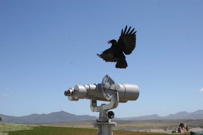 Bob-the-Crow, a crow who became accustomed to the whale researchers presenceat Point Piedras Blancas and would land on their equipment, such as the big-eyebinoculars