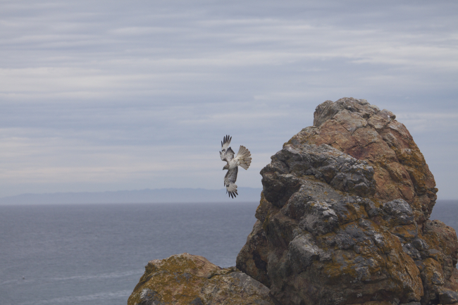 A young red-tailed hawk flying near the rocks at Point Piedras Blancas
