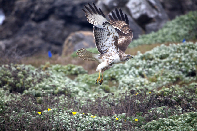 Red-tailed hawk swooping near the ground at Point Piedras Blancas