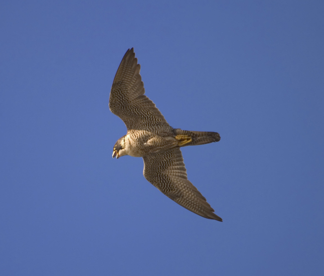 Peregrine falcon flying overhead