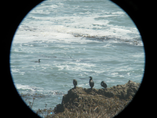 Cormorants resting on a rock