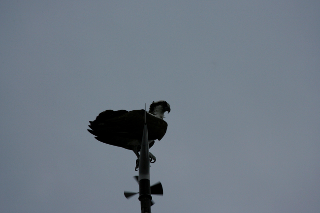 Osprey perched on anemometer on NOAA Ship PISCES