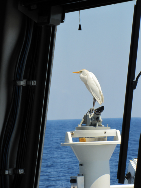 Cattle egret blown lost offshore perched on compass stand alidade