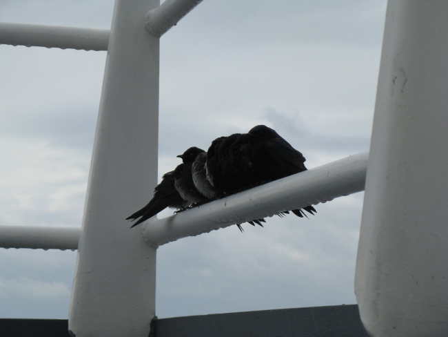 A flock of small shorebirds taking refuge on the NOAA Ship PISCES