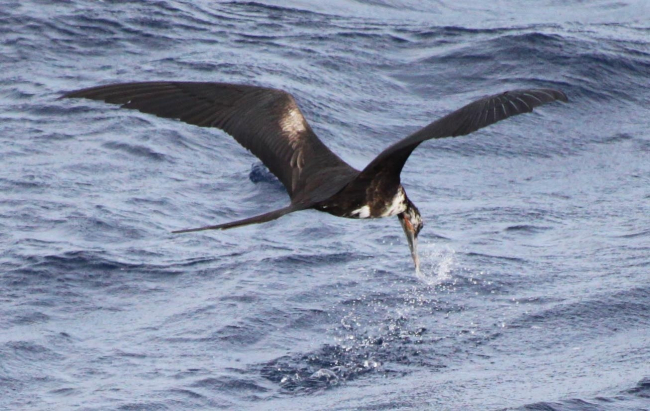 Frigatebird in flight attempting to capture fish