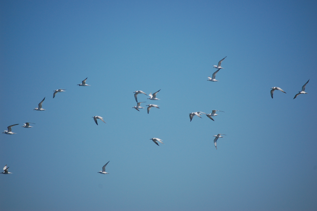 A flock of Forster's ? terns in flight