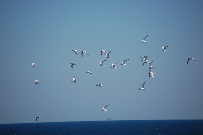 A flock of Forster's ? terns in flight