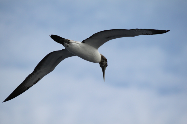 Juvenile masked booby in flight