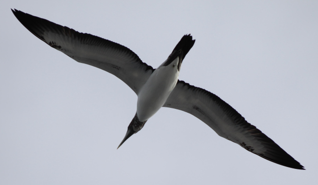 Juvenile masked booby in flight