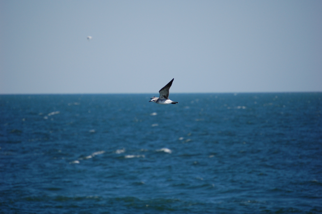 Second cycle laughing gull in flight