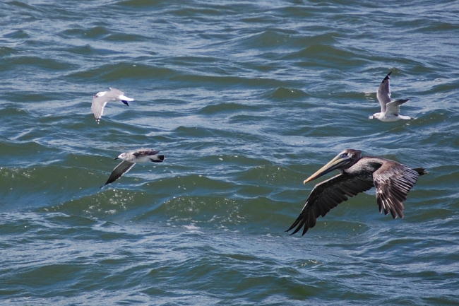 Seagulls and pelican in flight