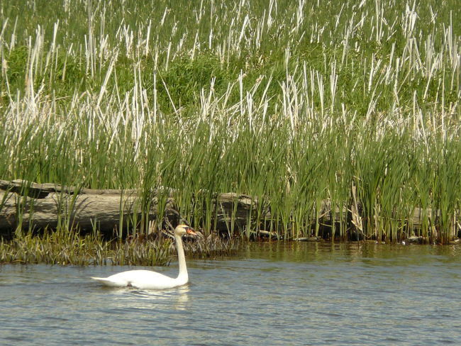 Mute swan(Cygnus olor), an agressive invasive species that destroys stands ofsubmerged aquatic vegetation