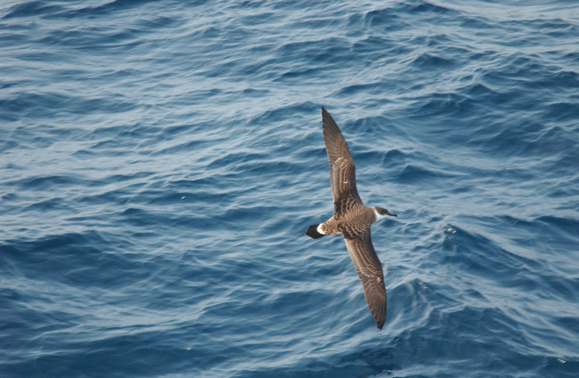 Greater shearwater (Puffinus gravis) in flight