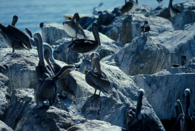 California brown pelicans (Pelecanus occidentalis) on a rock at Pacific Grove