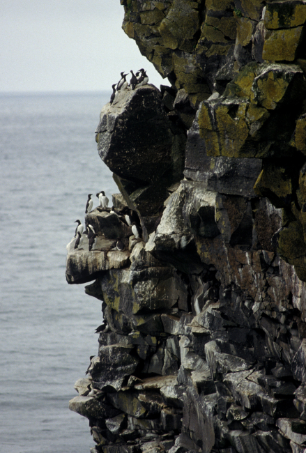 Common murres on a cliff