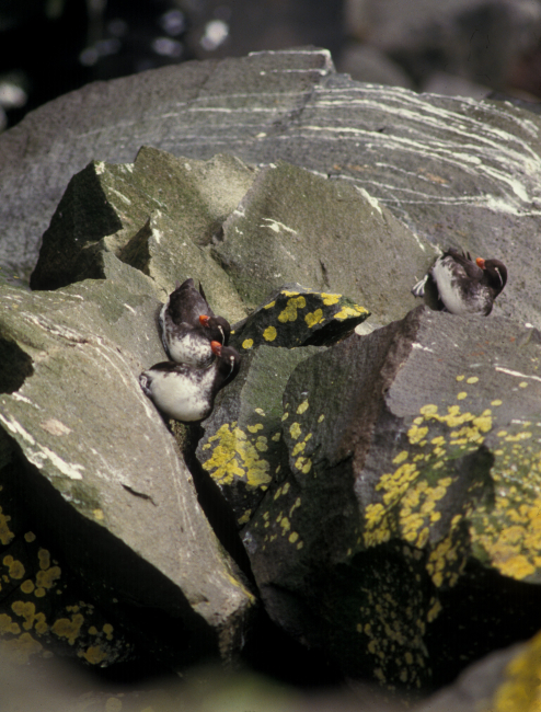 Parakeet auklets and yellow lichen on the rocks