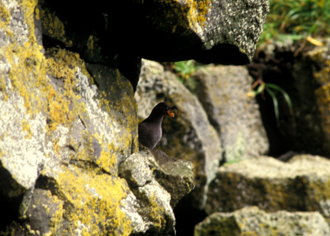 A crested auklet