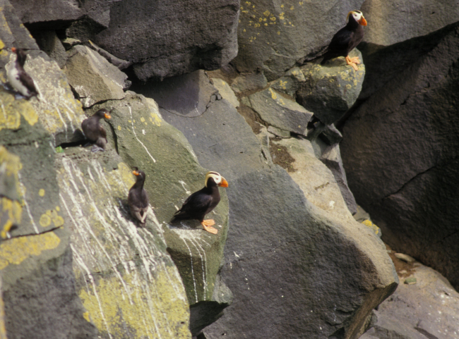 One parakeet auklet, two crested auklets, and two tufted puffins
