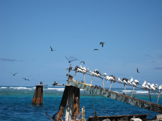 Mostly red-footed boobies on railing while terns fly about