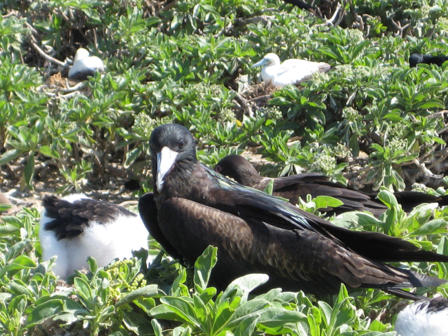 Frigate bird with chick