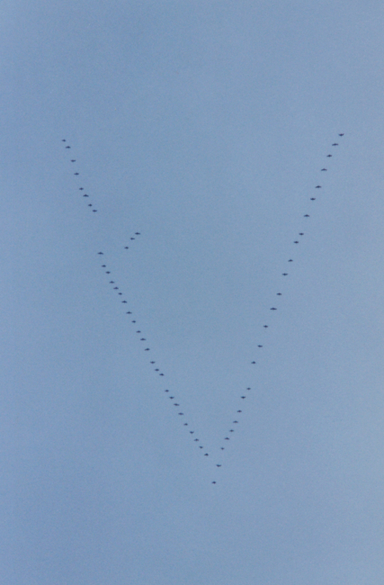 Geese flying in classic V formation