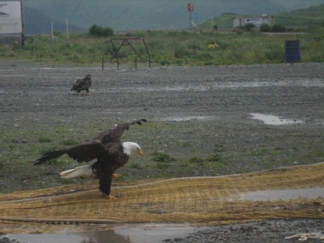 Noble eagles picking for garbage on fishnets