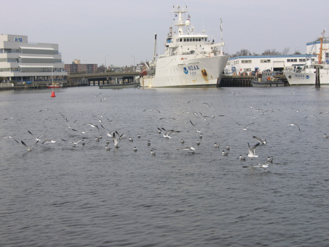 Laughing gulls with the NOAA Ship THOMAS JEFFERSON in thebackground