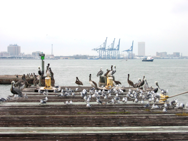 Pelicans and gulls share a pier