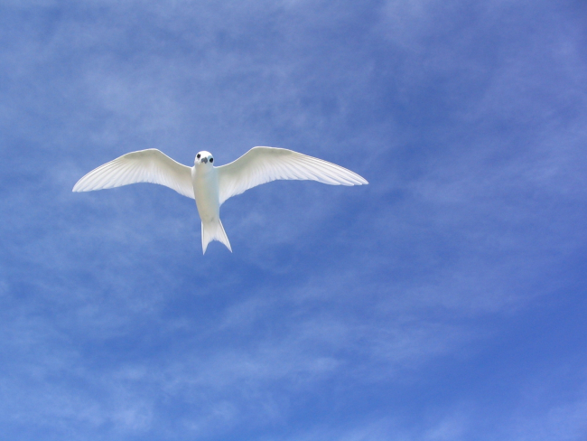 Fairy tern (Gygis alba)