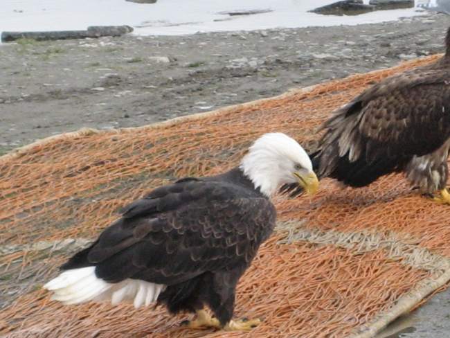 Bald eagle looking for pickings from fish net