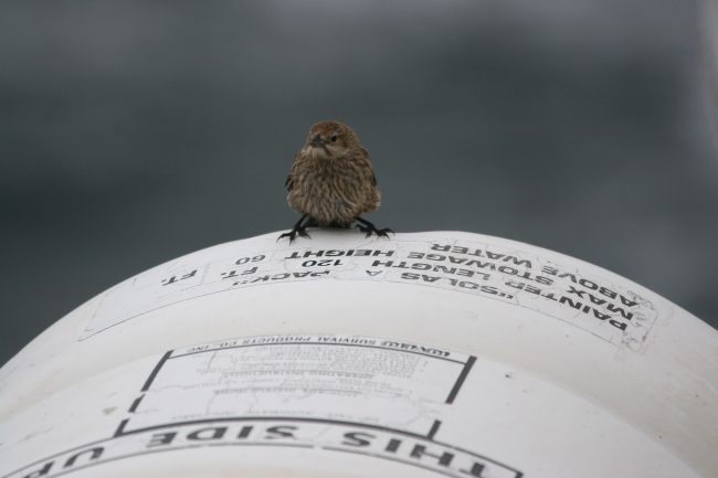 A small land bird checking out a life raft on the NOAA Ship DAVID STARR JORDANjust in case