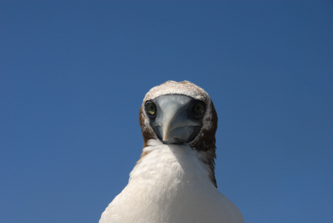 Booby up close and personal