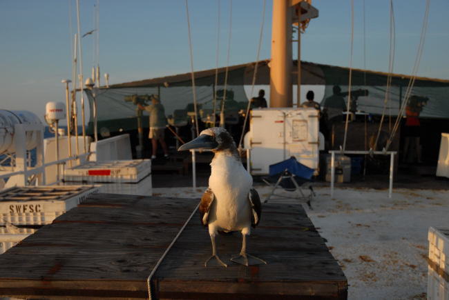 Booby taking a rest on the stern of the DAVID STARR JORDAN