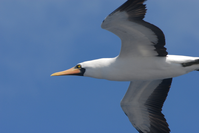 Booby in flight up close