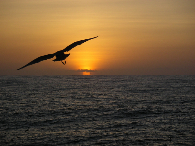 A sea bird observed flying towards the sunset during 2004 Pacifc WhitingFishery survey